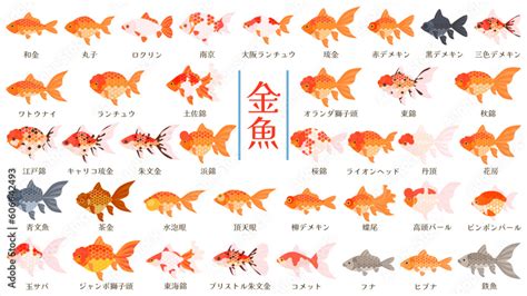 金魚品種|【人気順】金魚の種類一覧｜画像と特徴をご紹介